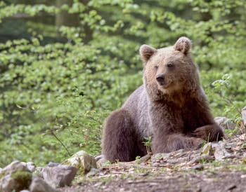 Ours brun<br>NIKON D4, 300 mm, 1800 ISO,  1/250 sec,  f : 5.6 